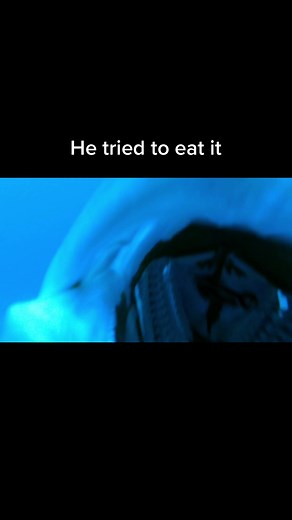 Grouper almost ate my GoPro! #gopro #fishing #florida #fyp #ocean