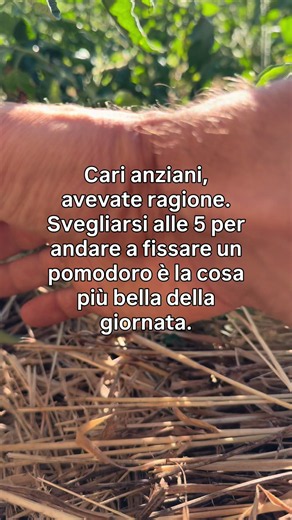 Primi pomodori dell'orto: come riconoscerli e curarli