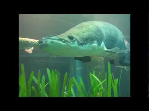 Arapaima at the Tennessee Aquarium