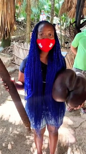 Need a certificate and 40 million rupiah to plant the world's largest coconut coco de mer #cocode...