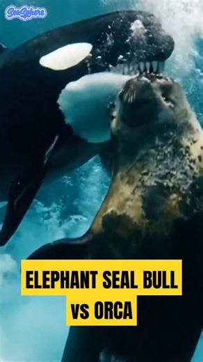 ELEPHANT SEAL BULL vs ORCA — Brutal Ocean Clash! #shorts