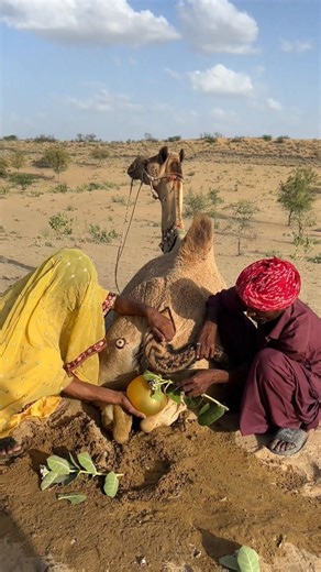 لقد تجسد مثال رائع للحب من خلال زوج وزوجة اعتنيا بشيء جاء من جمل.