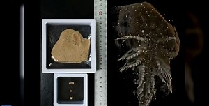 When you hear the words CT scan, you likely think of a hospital, not a paleontology lab. But that may be about to change! Chinese paleontologists are using CT scans to uncover the mysteries of fossils from 500 million years ago. Click to see their discoveries. | Xinhua Culture&Travel