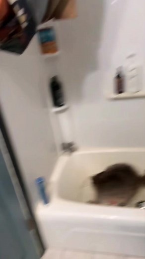 9.6K views · 599 reactions | She’s a funny girl 來 #raccoon #raccoons...