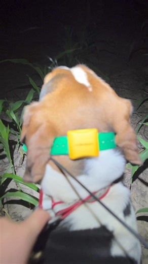 👂 LISTEN TO THIS 🔊 Her first corn field race went really well. Ran this edge for 550 yards before she struck a track that took her into the 🌽 field. She sounded really good and made a 100 yard loop before she cut back into the woods and went another 75 yards and treed. Lone Pine Downed Line owned by Randy Smith. #coonhound #coonhunting #starkoutdoors #summer #trending #coonhoundsofinstagram #dog #nightphotography #outdoors #houndhunting #treeingwalkercoonhound #hound #coondog #naturephotograp