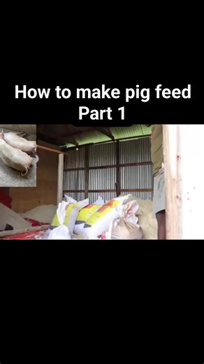 I must learn how to formulate pig feed. Feed cost is the biggest expense in pig farming, and mastering feed formulation helps you save money, improve growth, and control your results. This dry season, it’s time to learn how to make quality pig feed #viralreelschallenge2025viralreelschallengejaiviralreelschallengeviralreelschallenge #piggerybusiness #agricultureworldwide | Nicefarm Agro