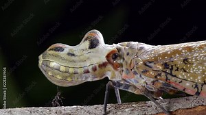 Large Lantern Bug (Fulgora laternaria, family Fulgoridae) meets a tiny ant on a branch in the rainforest, Ecuador.