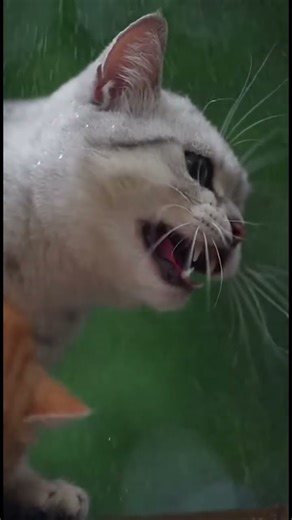 Trapped Above the Storm: A Mother Cat Crying for Help