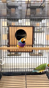 A bonded pair of Gouldian finches sharing a quiet moment in their space. Soft colors, gentle movements, and a sense of balance that feels naturally calming. #fblifestyle #birds | Indra Prihantoro