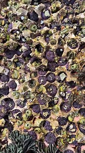 Part 1 Urchin burrow Or urchin PRISON! #seaurchin #urchin #burrow #camoflauge #nature #seacreatures #tidepool #LearnOnTikTok #fyp #marinebiology | Marine biology