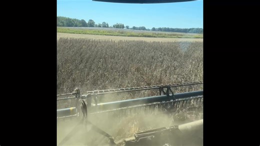 Almost cotton pickin time in Tennessee! | Matt Griggs