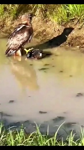 The Animal World on TikTok