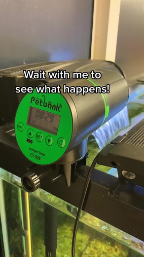 We got an automatic fish tank feeder! #fishtok #fishtank #aquarium #school #aquariumfish #fish #fishfood #feedingtime #feedingfish #teacherlife #artteacher #custodian #schoolcustodian