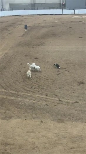 People herded into the Equine Arena at the Pennsylvania Farm Show on Monday to watch the sheep herding finals. | WGAL News Channel 8 Susquehanna Valley, Pa.