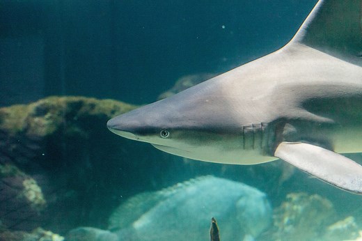 Blacknose Shark