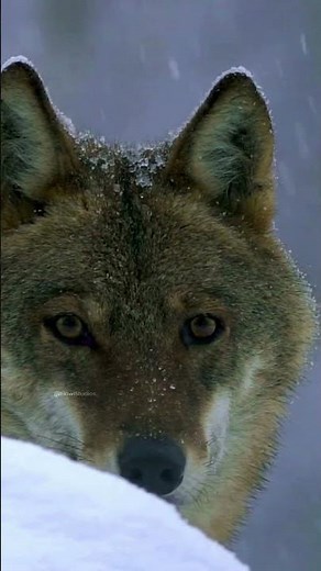 Wolf wildlife in forest #wild #wolf #hug #beautiful #cute #panting #nature #wildlife HA22380