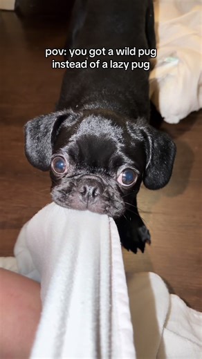 Wild Pug Behavior: A Playful Perspective