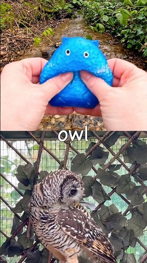 Learn Animal Names for Kids at the Stream: Owl Gorilla Frog Cat Koala