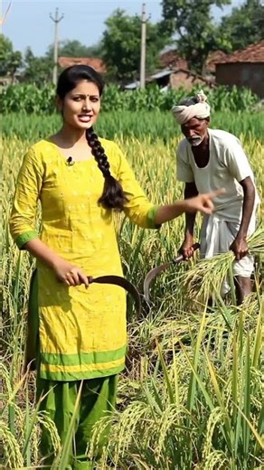हंससिये से कटाई #agriculture #farmer #shorts