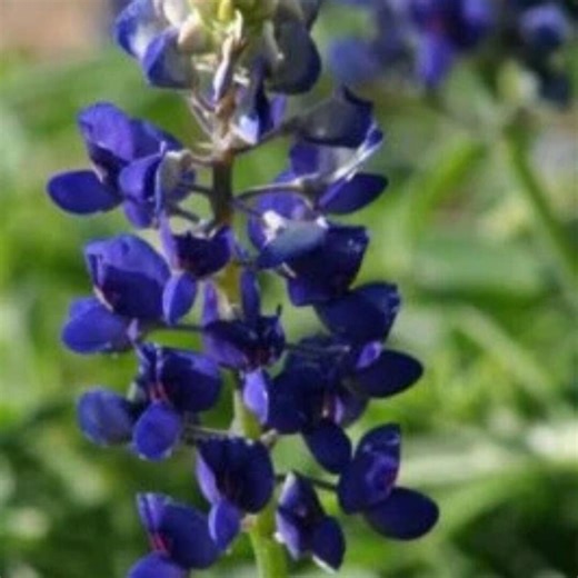 100 Texas Bluebonnet Seeds | Lupine Texensis | Texas State Flower | Lone Star Wildflower - Etsy