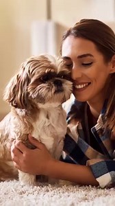 Shih Tzus are an affectionate and playful breed and are happiest by their owner's side. Here's what you need to know about bringing one home 🐶 | Admiral