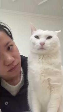 Not a fan of kisses😤🐱#funny #cat #funnycat #cutecat #tiktok #catsoftiktok #fouryou