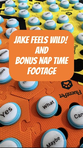 I love that sometimes they tell me they’ve got the zoomies before they start zooming. 😂😂😂 It’s helpful because if they need some play-time intervention so Jake doesn’t try to bite Finn’s ankles, or Finn doesn’t try to pin Jake down, I’ve got a heads up and can grab a toy. Bonus - I’ve been trying to get a video of Finn snoring for a while now, it’s very cute! Especially since Jake is ALWAYS the big spoon, but she’s smaller than him so he wears her like a backpack.😂 Finn’s the one who insists