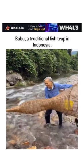 funlibrary on Instagram: "Instagram shows an elderly man in a river using a traditional bamboo cone trap to capture thousands of tiny juvenile fish, which he then pours into a yellow bucket, evoking shock from the post's "OMG " caption amid 1.2 million views. Posted by veterinarian and animal welfare advocate , it highlights concerns over harvesting immature fish, potentially disrupting breeding cycles in local ecosystems. User replies debate ethics and sustainability, with comments on overfishi