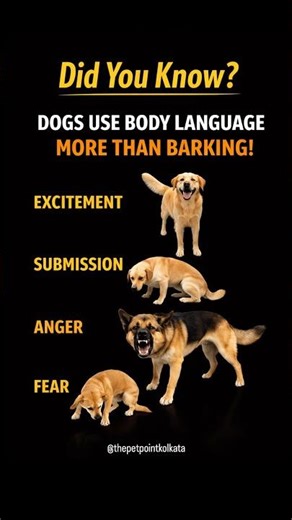 Dogs use body language more than barking — what does it mean? #ytshorts #petparents #petlovers