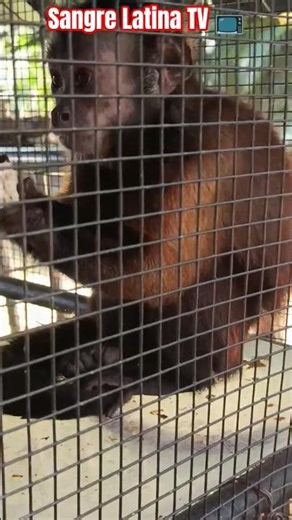 This was my surprise when I saw a Capuchin Monkey eating corn 🌽 #monkey #animals #zoo #nature