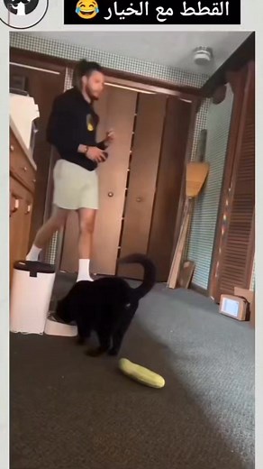 2.8M views · 13K reactions | What the cucumber??? #lmao #crazycats #funnycatvideos #cat | April Collins Smith | Facebook