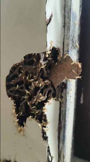 yuvas termite treatment drilling and injection live termite