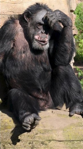 Anger of Chimpanzee #chimpanzee #monkey #anger #figth #hunt #hunting #wildlife #animals #documentary