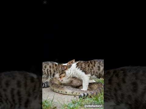 🐶😱 Two Cats Save Puppy from Deadly Snake – Shocking Rescue in 5 Seconds!