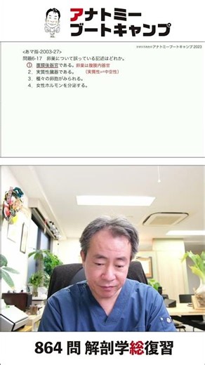 【6-17】Which of the following statements about the ovaries is incorrect?