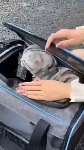🍓OEM/ODM Custom Pet Bags — Factory Direct, Quality Assured