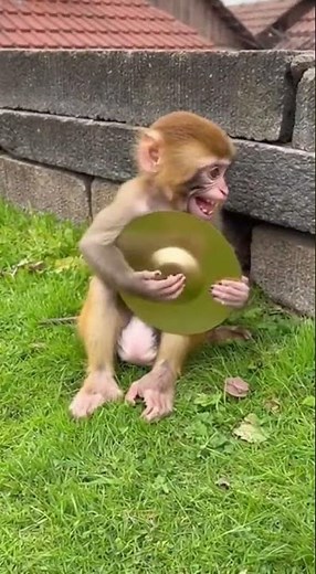 When a Monkey Uses Cymbals as an Alarm! 🤣 Wake Up Call Like Never Before