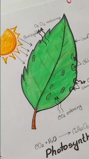 Biology-01 "photosynthesis"🌿 #photosynthesis #biology #art
