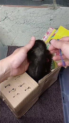 BUNGKUSIN ANAK MUSANG PANDAN SEEKOR #musang #musangpandan #muspan #hewanpeliharaan #hewanlucu #pets