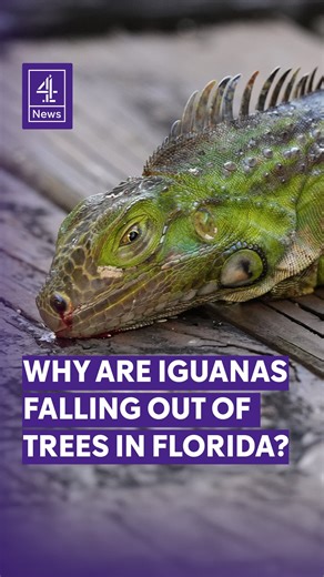 It is so cold in Florida that green iguanas are fainting and falling out of trees. Temperatures have reached a record low on the East coast, dipping below 10°C, which causes their nervous systems to shut down and that’s why they seem to be frozen. Florida’s wildlife agency has now issued an executive order urging the public to collect the reptiles. Thousands have already been rounded up, where they’ll either be “humanely killed” or “transferred to permittees for live animal sales.” #Iguana #Flor