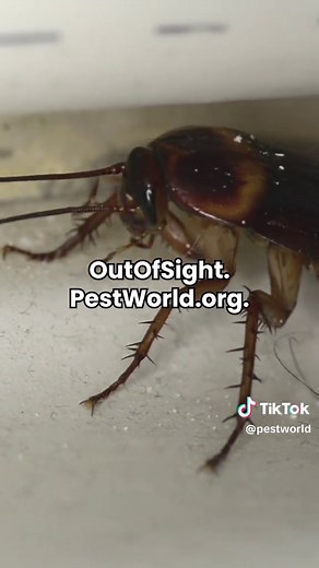 Did you know cockroaches can trigger asthma and allergy symptoms? #Cockroaches #Asthma #Allergies