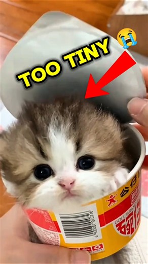 How Are These Kittens This Small?!