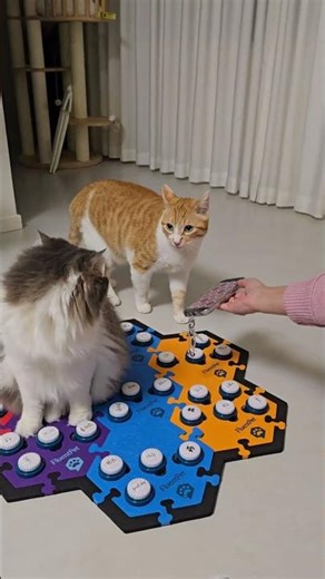 Scary Cat Cartoon: Today's Frightening Kitty Adventure