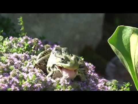 Slo-motion frog catches fly
