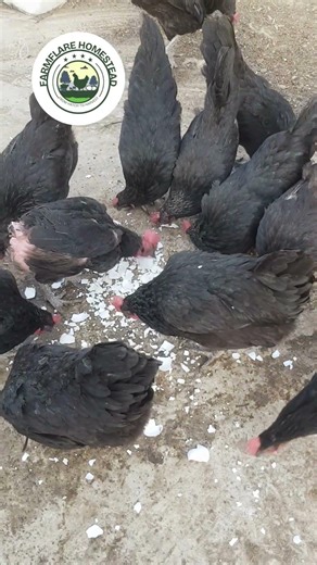 Eggshells Fix Soft shells #hens #eggs