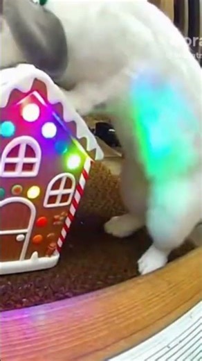 ccccccc ! 🏚️🎄✨ #funny #duet #memes #toys #cat #rabbit #anime #aicat #funnyvideo #ตลก