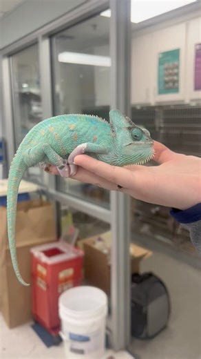 Guac is a 2 year old Veiled Chameleon that saw Dr. Staudenmaier at Angell West. This little lady came in for a swelling on her forehead that turned out to be a granuloma, which is similar to an abscess in mammals. She had her granuloma debrided and was sent home on pain medications, injectable antibiotics and a topical antibiotic. She did well for her procedure and is healing well! Our hospitals at Angell Animal Medical Center in Boston and at Angell-West in Waltham sees exotics on appointments 