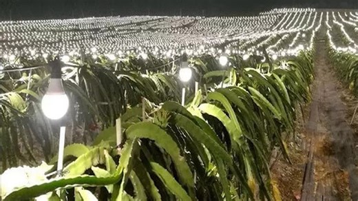 China revoluciona la agricultura con más de 10.000 hectáreas de frutas con iluminación nocturna