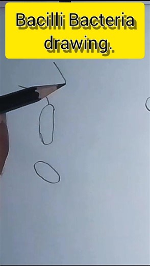 How to draw bacilli Bacteria||bacilli Bacteria drawing #art #drawing #draw #sketch #fyp