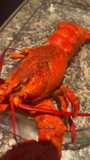 Perfectly Cooked Maine Lobster | Cold-Water Lobster Ready to Serve